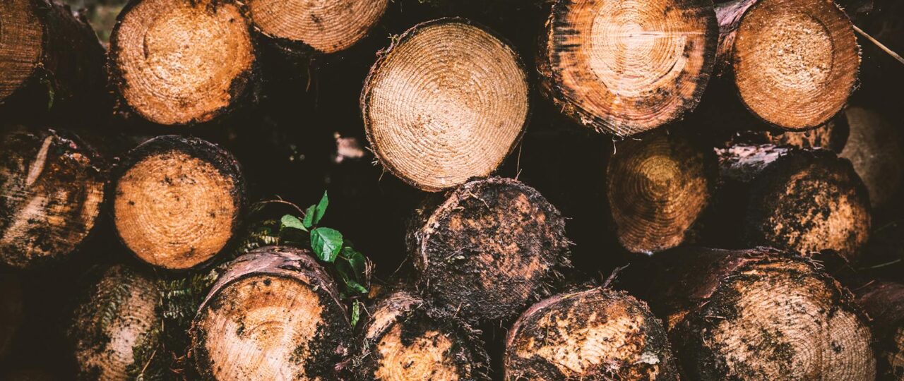 Desmatamento na Amazônia