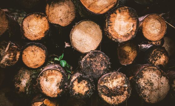 Desmatamento na Amazônia
